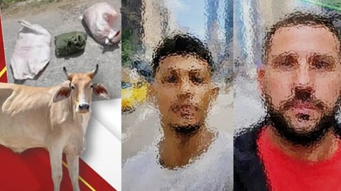 Cae banda de abigeos en Jagüey Grande al sacrificar res robada