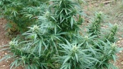 Campesino Arrestado en Granma por Cultivo Ilegal de Marihuana