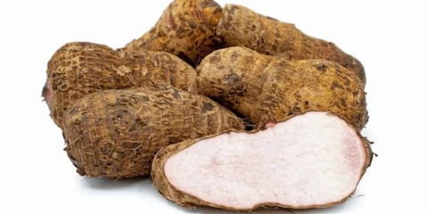 Cuba Cosecha Éxito: Logran Semillas Botánicas de Malanga por Primera Vez