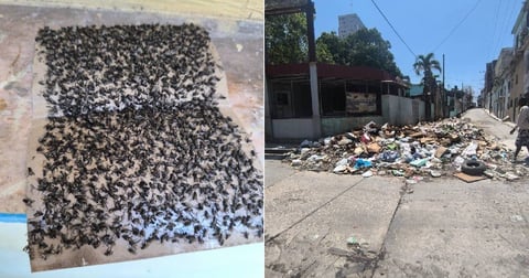 Plaga de Moscas en el Cerro: Denuncia Ciudadana ante Crisis Sanitaria