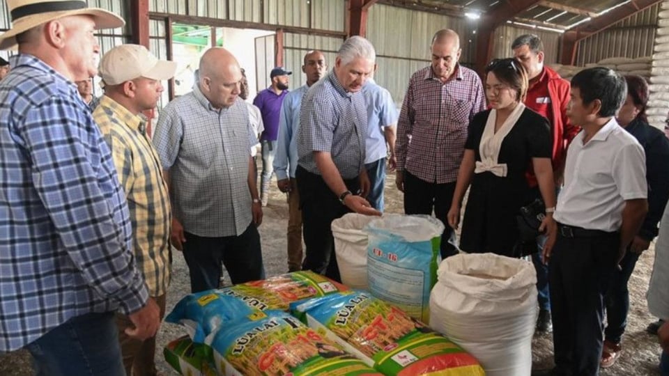 ¡Arroz pa' to' el mundo! Díaz-Canel dice que Cuba la hace de oro con arroz vietnamita