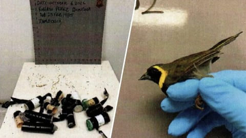 ¿Y tú viste? Cubano 'empaqueta' 11 pájaros vivos bajo la ropa y lo pillan en Miami