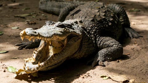 Florida Wildlife Advisory Issued After Hurricane Isaías Flooding