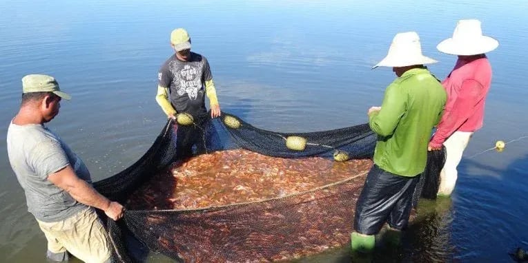 Gobierno Cubano Prioriza Pesca, Pero la Aleja de la Mesa del Cubano