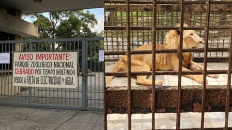 El Zoológico Nacional de Cuba Cierra Indefinidamente por Crisis de Agua y Luz