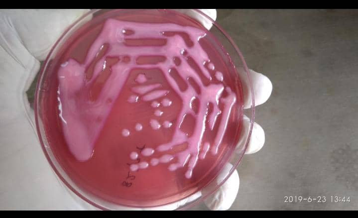 Klebsiella spp.