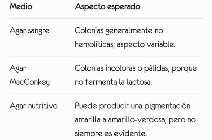 Stenotrophomonas en cultivo