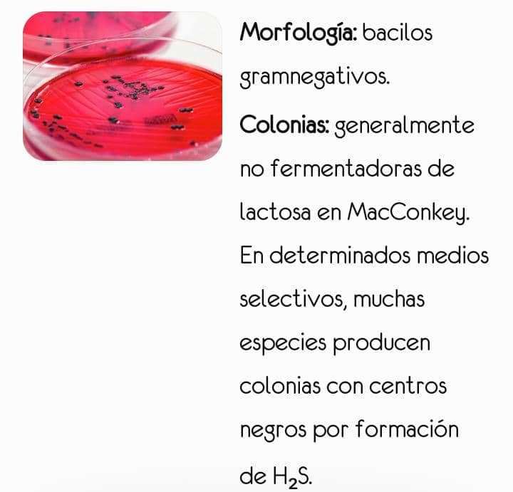 Colonias de Salmonella