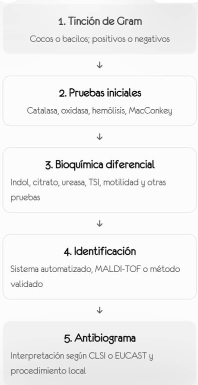 Bacterias grampositivas