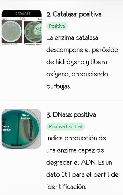 Identificación de no fermentadores
