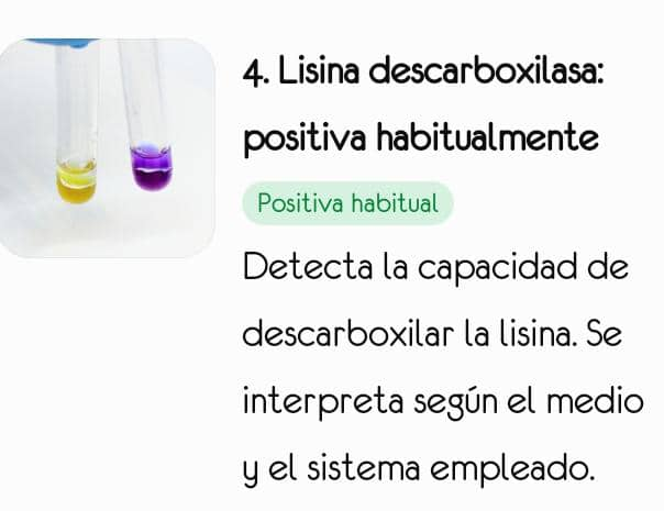 Perfil bioquímico