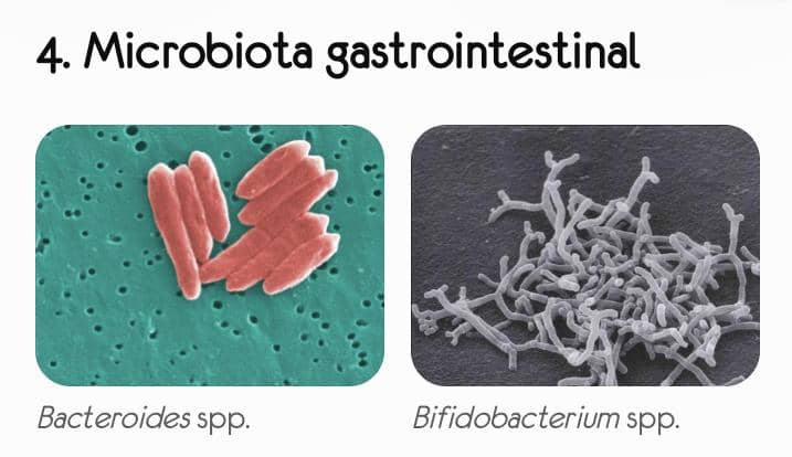4. Microbiota gastrointestinal