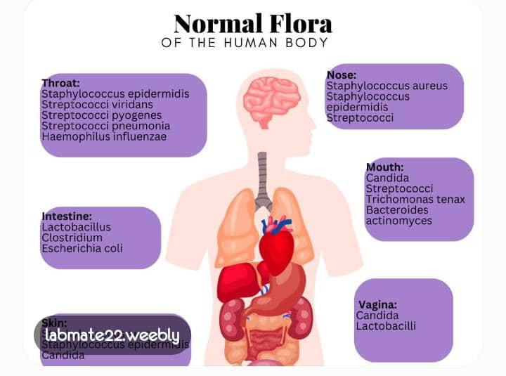 Mapa de la microbiota del cuerpo humano