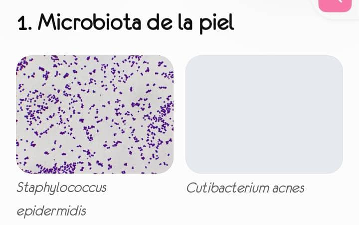 1. Microbiota de la piel