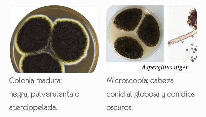 Aspergillus niger
