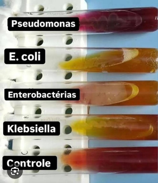 Resistencia en Campylobacter
