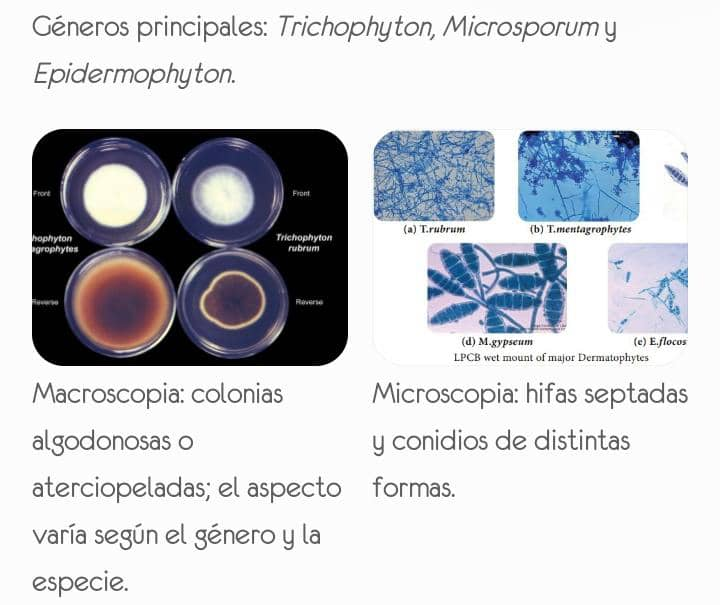 Dermatofitos