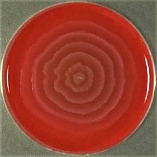 Proteus vulgaris