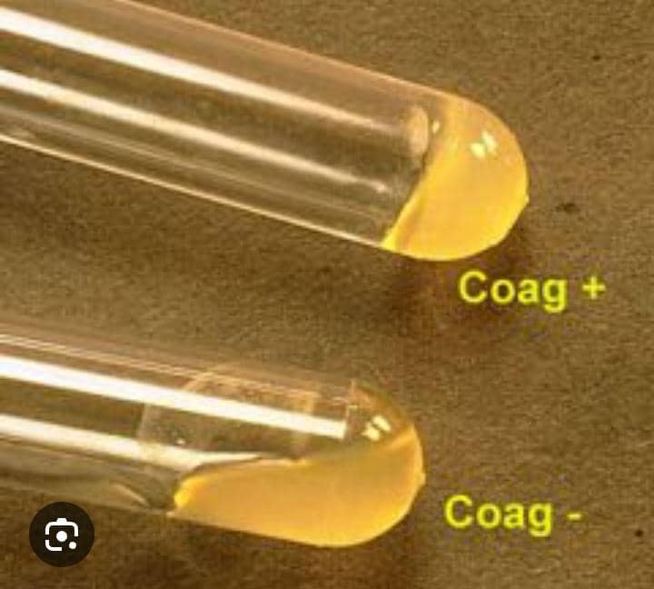 Staphylococcus aureus