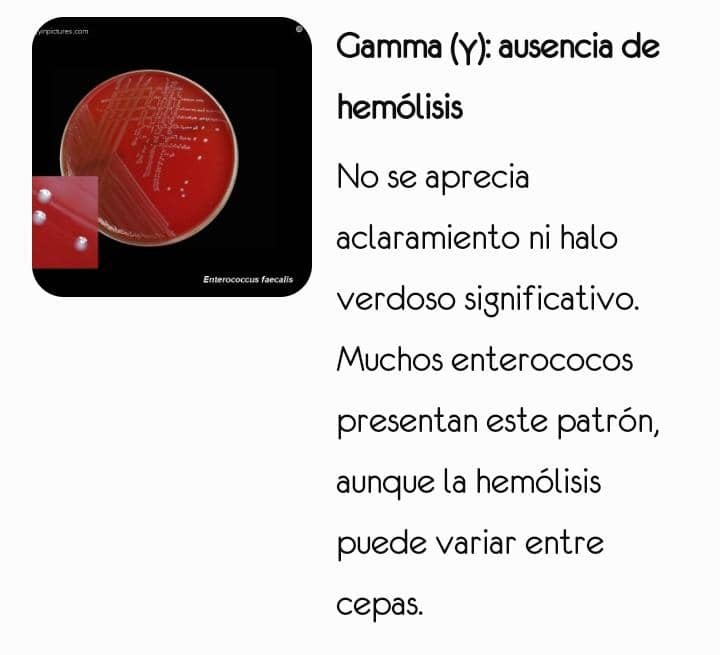 Lectura de hemólisis