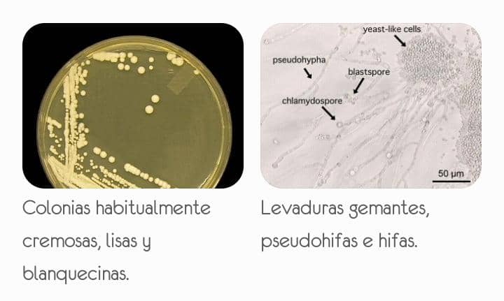 Candida albicans