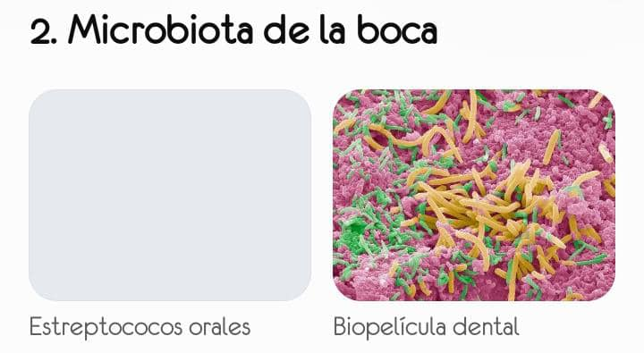 2. Microbiota de la boca