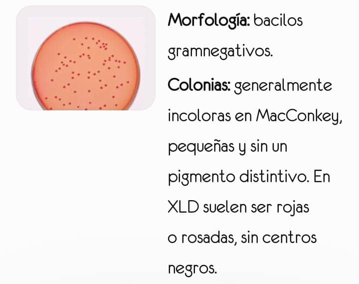 Comparación Salmonella y Shigella