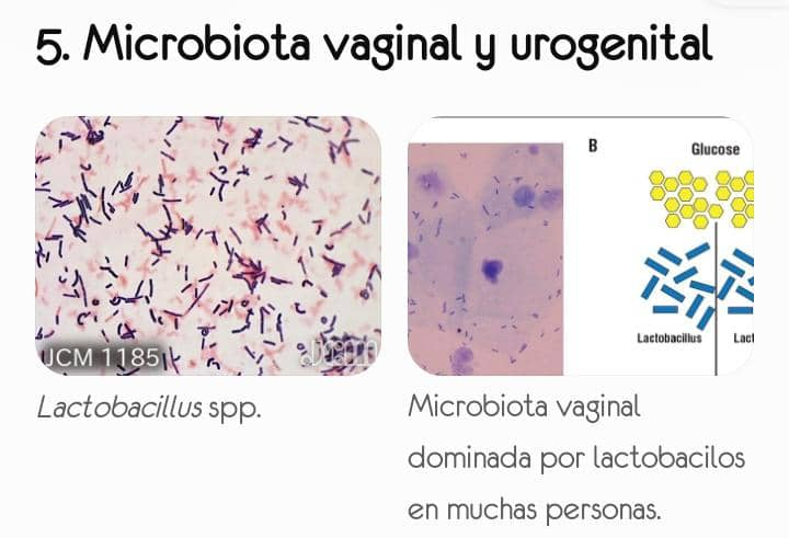 5. Microbiota vaginal y urogenital