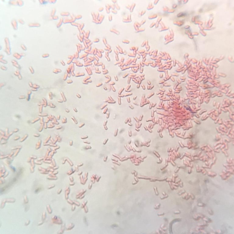 Shigella spp.