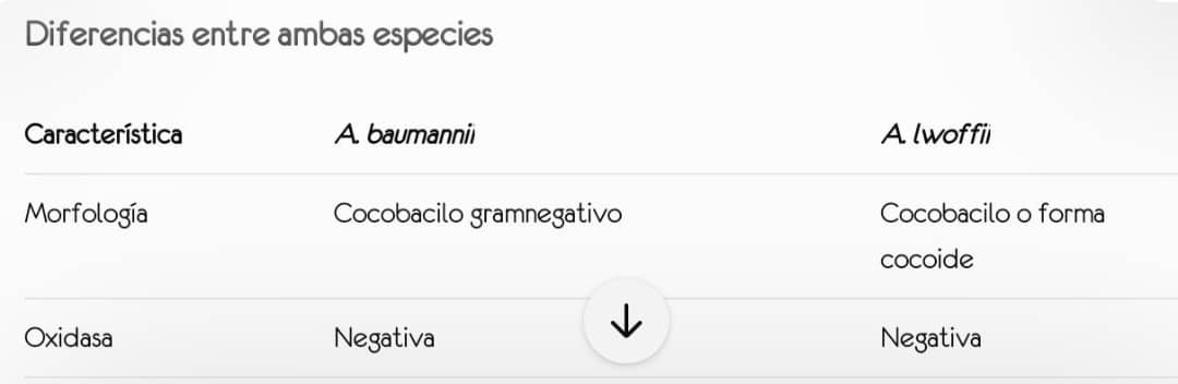 Acinetobacter en cultivo