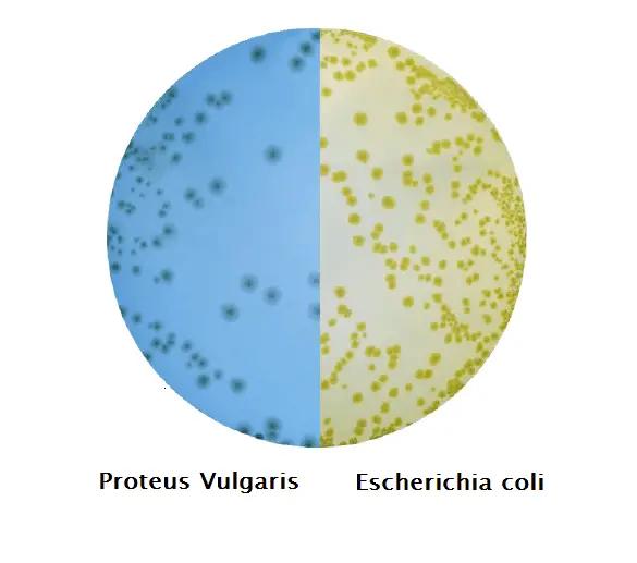 Proteus en CLED