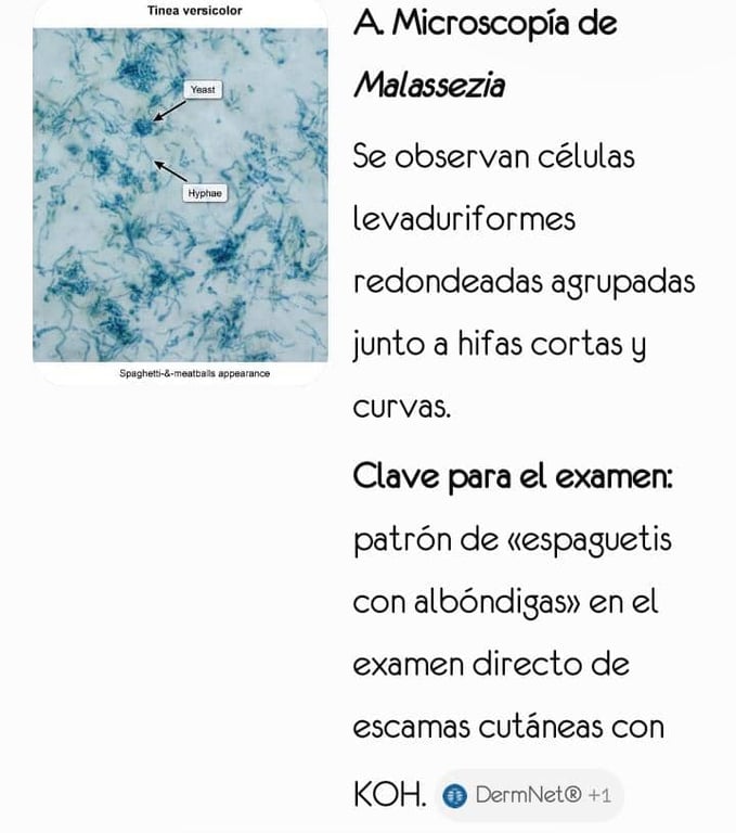 Malassezia furfur