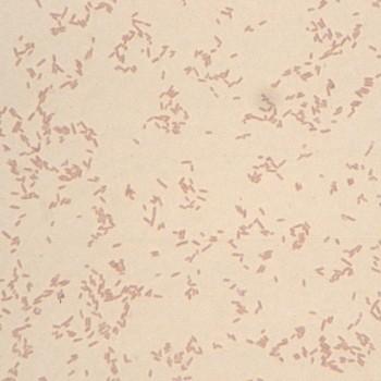 Salmonella spp.