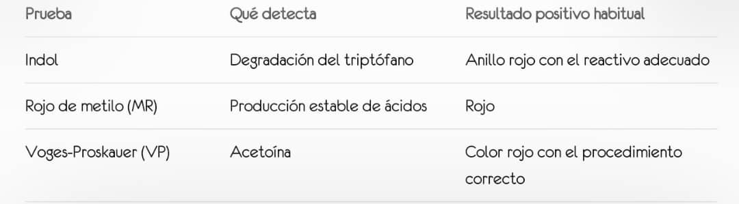 Enterobacterias en cultivo