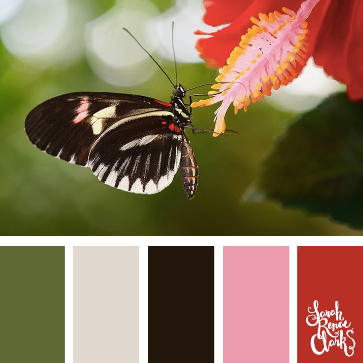 Color-Palette-125-butterfly Colors inspired by nature | Click for more color combinations and color palettes inspired by the Pantone Fall 2017 Color Trends, plus other coloring inspiration at http://sarahrenaeclark.com | Colour palettes, colour schemes, color therapy, mood board, color hue