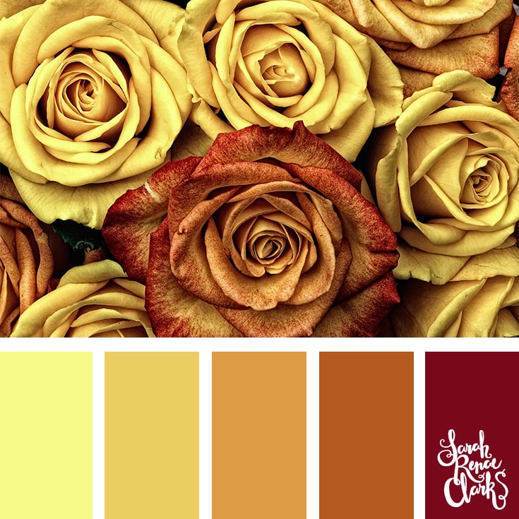 Color Palette number 26 - A close up of brown yellow and soft orange roses