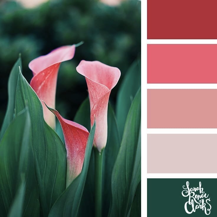 Pink lillies // 25 Floral Color Palettes