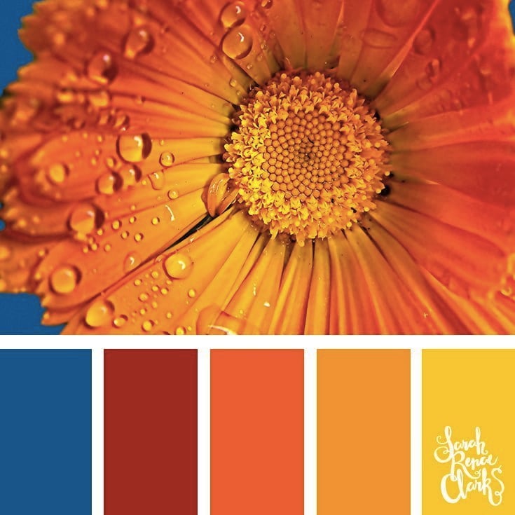 Orange flower // 25 Floral Color Palettes