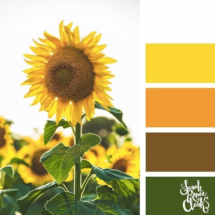 Sunflower // 25 Floral Color Palettes