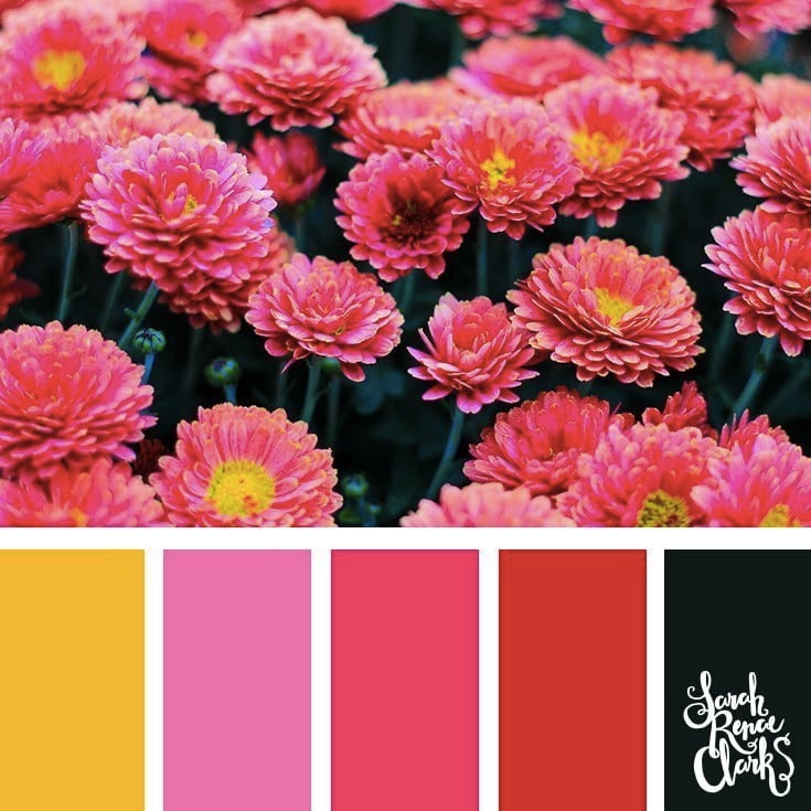 Magenta flowers // 25 Floral Color Palettes
