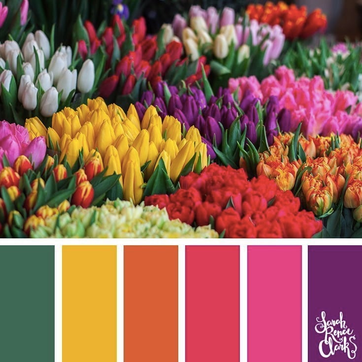Colorful tulips // 25 Floral Color Palettes