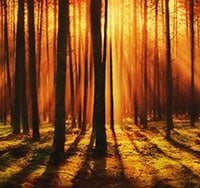 Lighting in a forest example photo