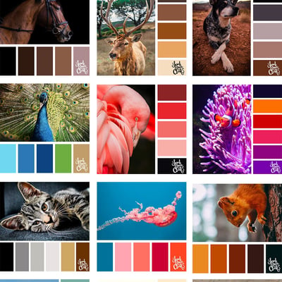 25+ Animal colour ideas for your next artwork