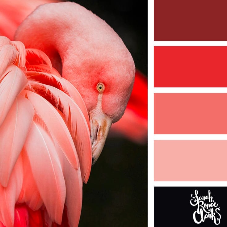 Animal-inspired colour sets to bring to your next colour project.