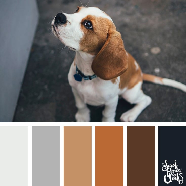 explore the animal kingdom with these 25+ color schemes inspired by animals