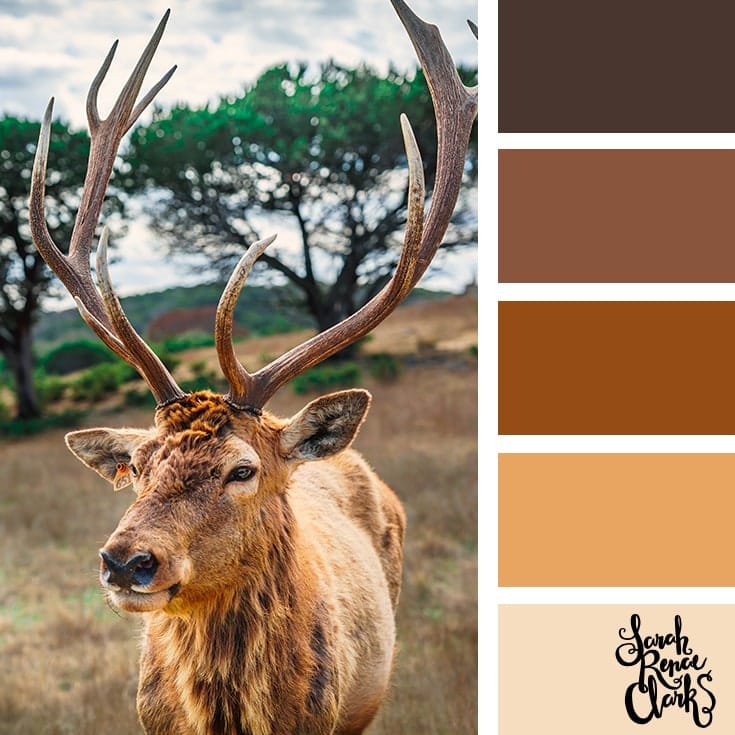 25+ colour combinations inspired by animals