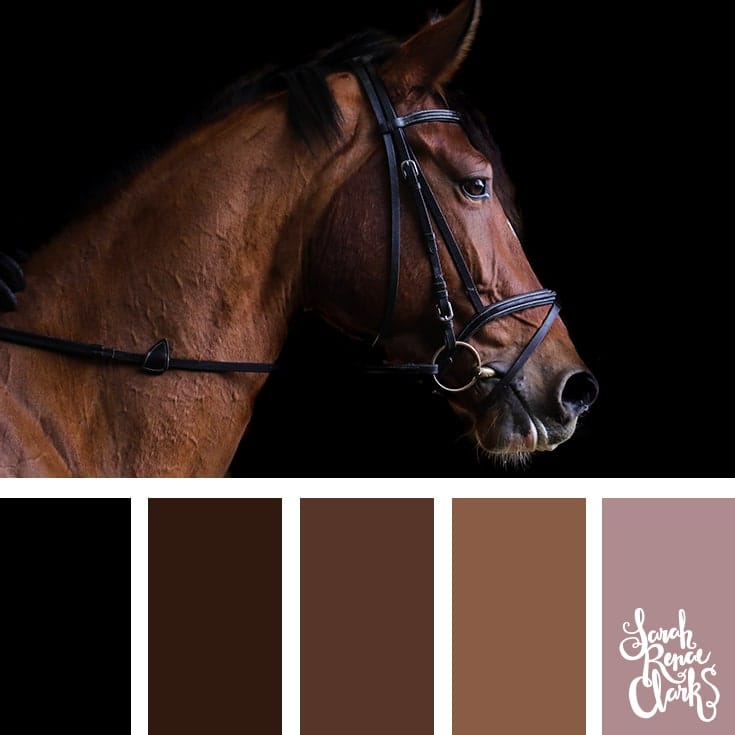 25+ Animal-inspired Color Combinations