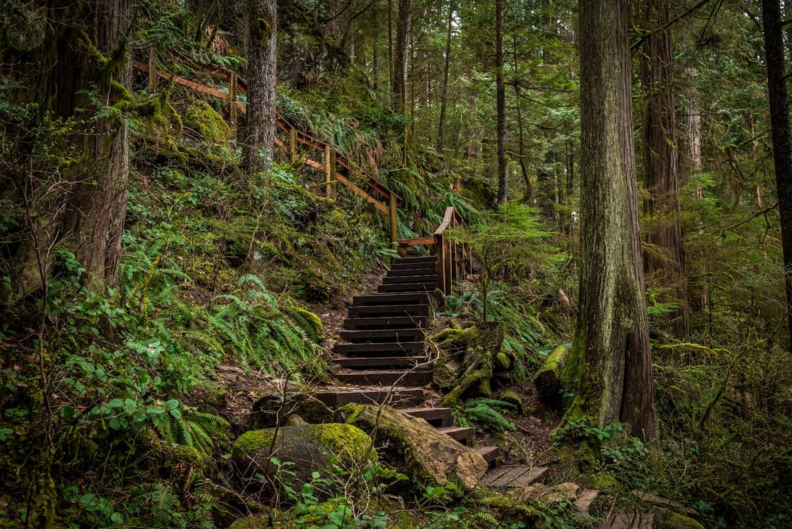 Wooden staircase winding through a mossy forest in Surrey, BC