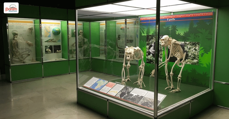 Milan Natural History Museum