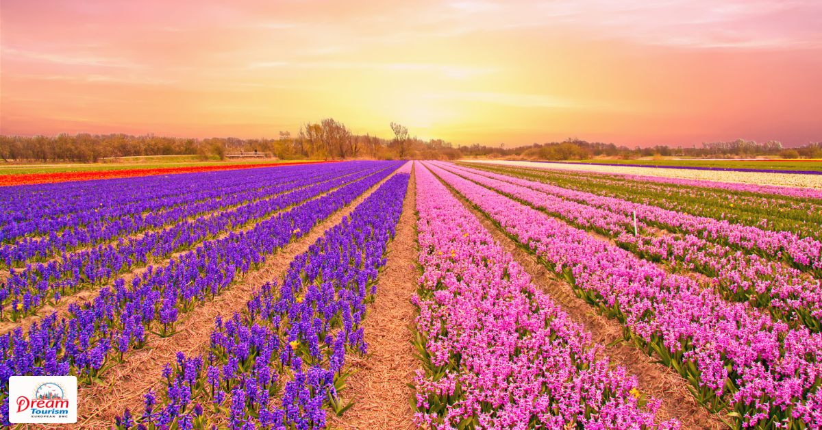 Tulip fields in the Netherlands